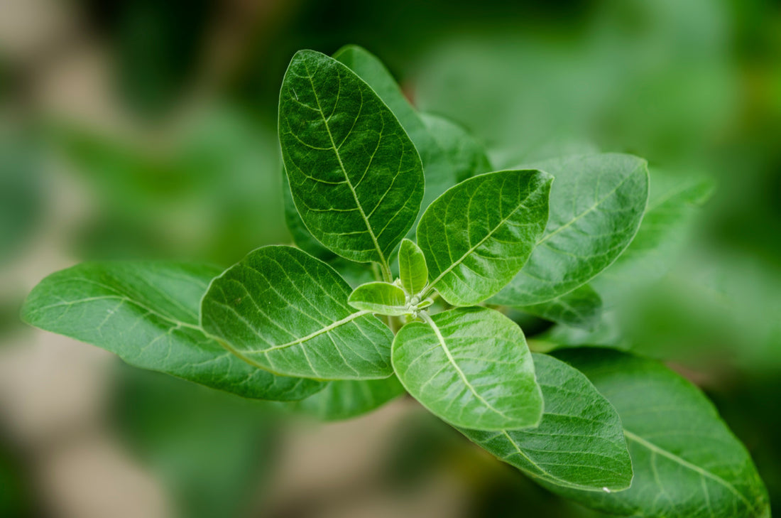 Why We Chose These 6 Ingredients for Prema